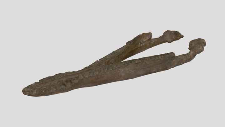 Pliosaurus brachyspondylus Owen, 1841 3D Model