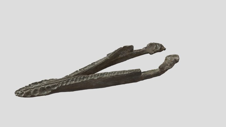 Pliosaurus brachyspondylus Owen, 1841 3D Model