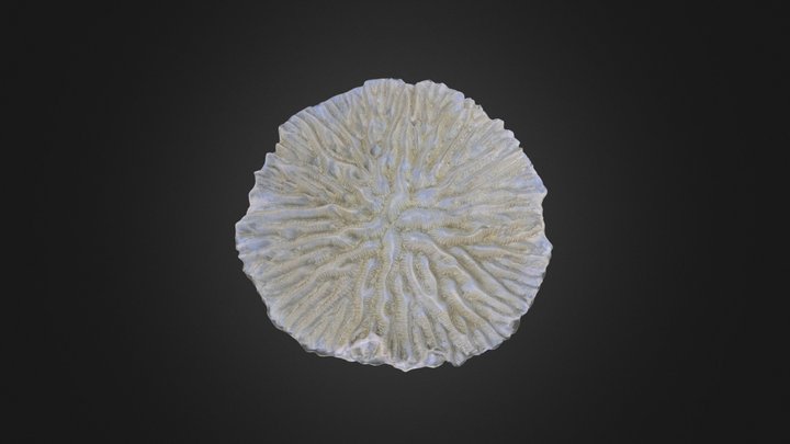 Coral: Meandrina meandrites (PRI 76875) – Modelo 3D gratuito STL