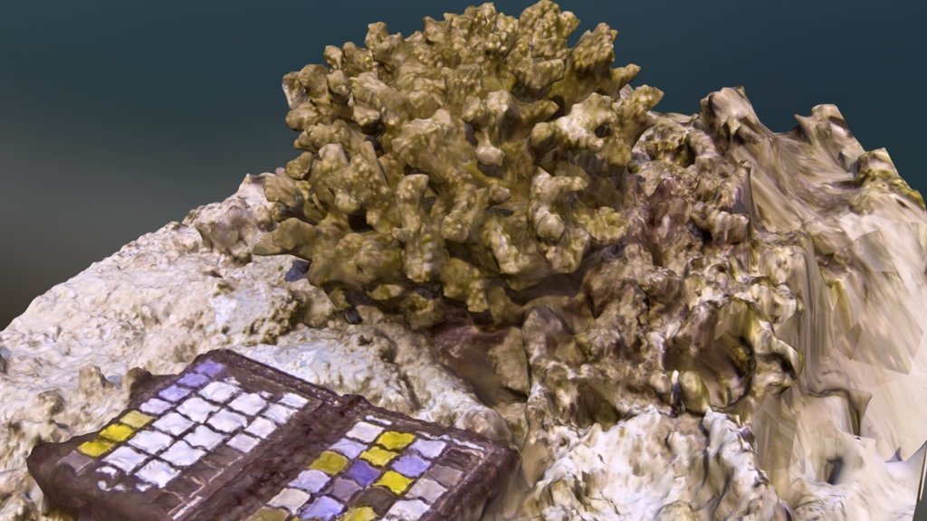 Pocillopora verrucosa underwater colony