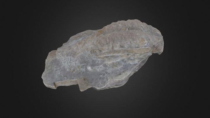 Trace fossil: Rusophycus bilobatus (PRI 76852)