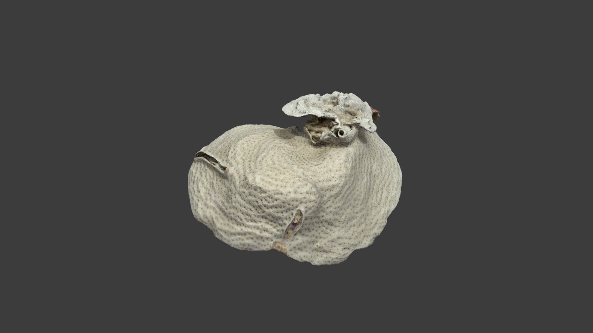 Leptoseris cucullata