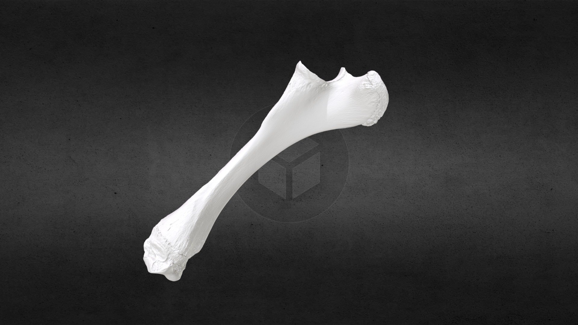 Loxodonta africana (elephant) right Ulna