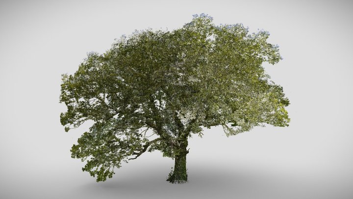 200 year old oak tree 3D Model