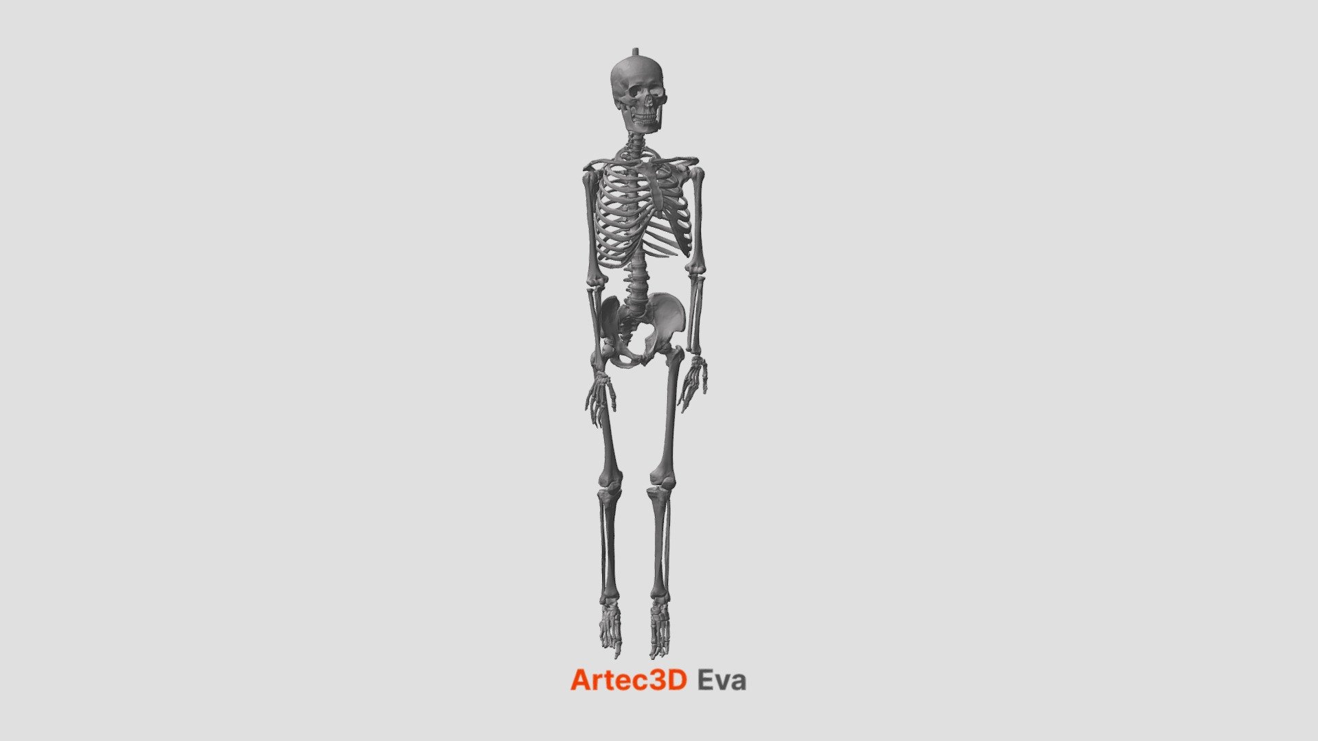 Human skeleton HD, Free 3D model