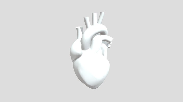 Model Of Human Heart 3D Model