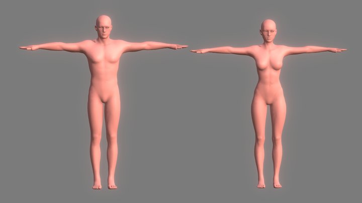 Male and Female Basemeshes - 3D Study Pack 3D Model
