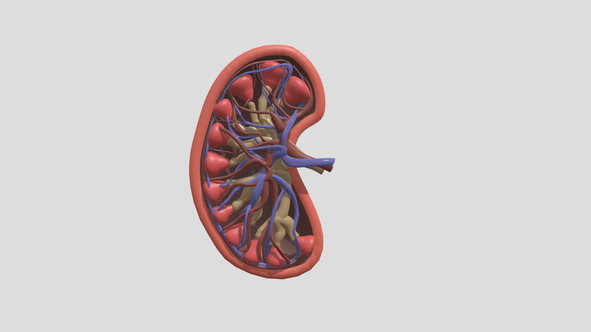 Kidney Download Free 3D Model By Cgmac (@cgmac) [686992c], 44% OFF