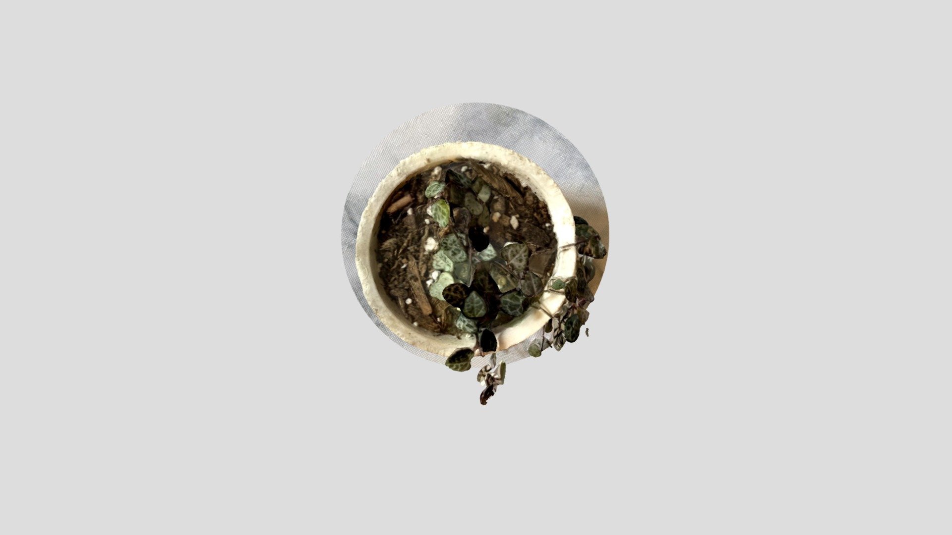 kirkendall_marissa_plant_object