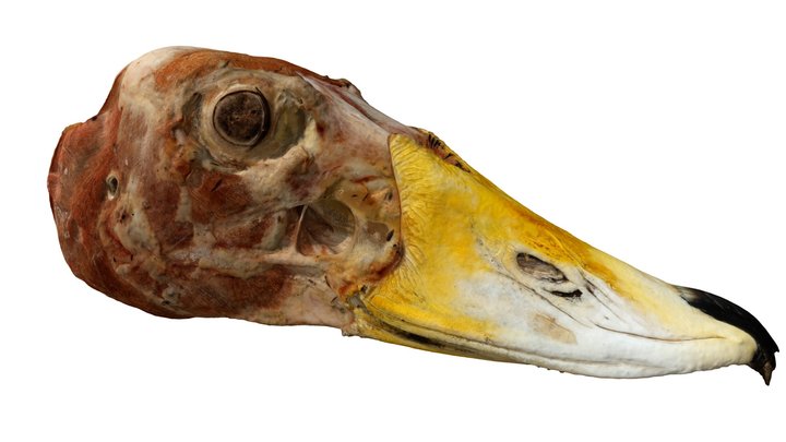 Tachyeres pteneres skull
