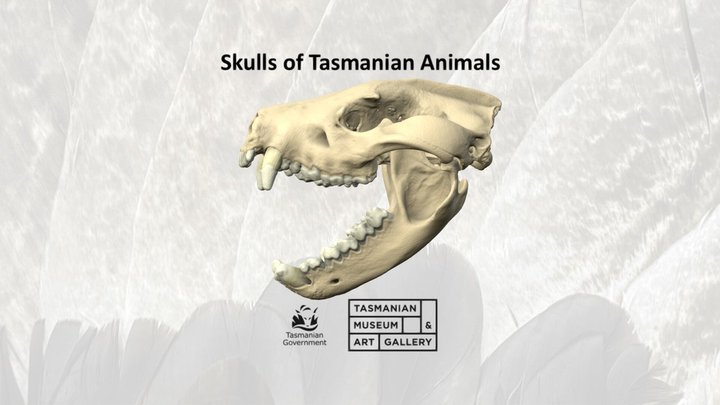 Tasmanian devil skull 3D Model