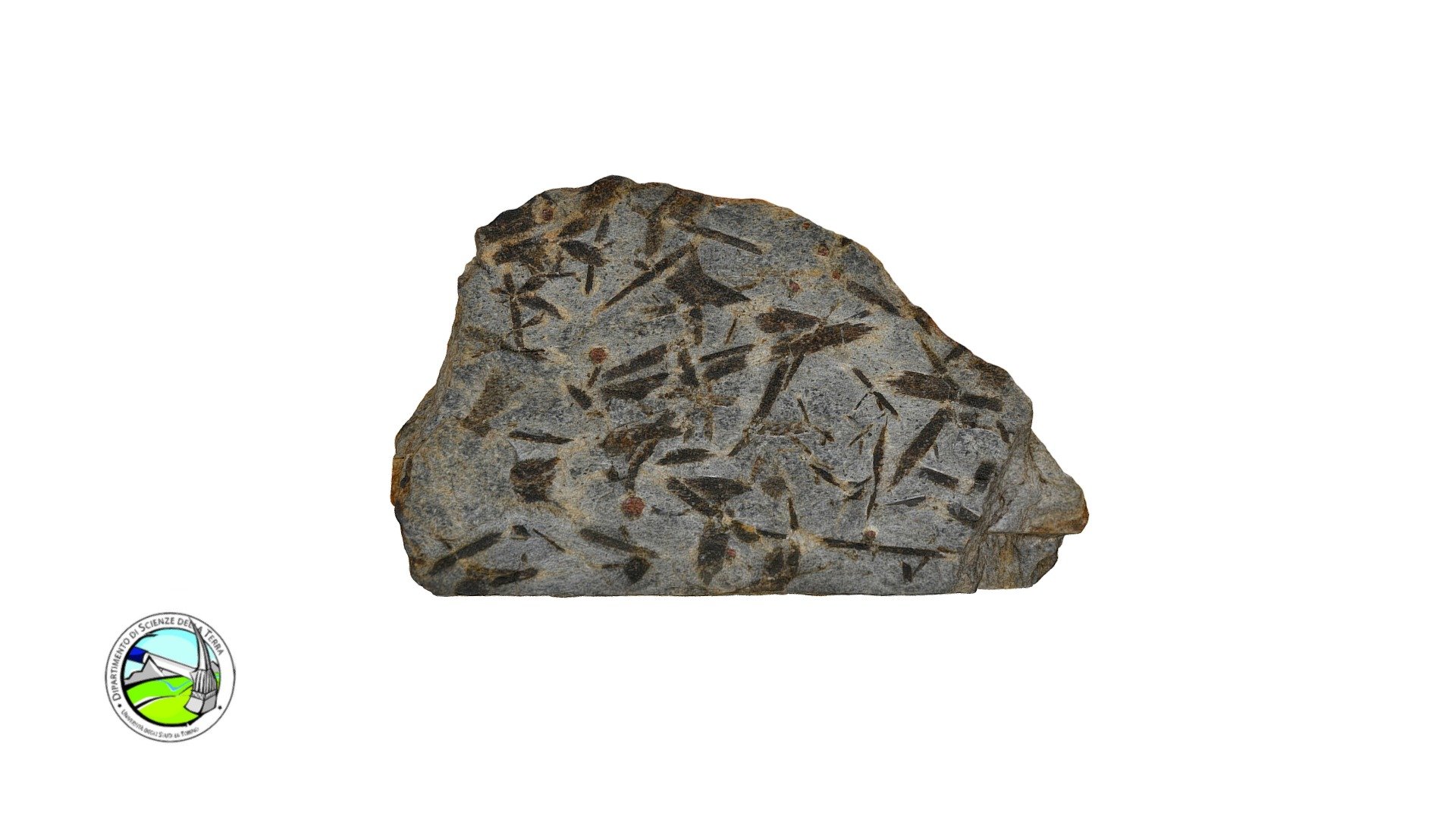 MR23 - Micascisto a due miche, St e Grt - 3D model by Dipartimento di ...