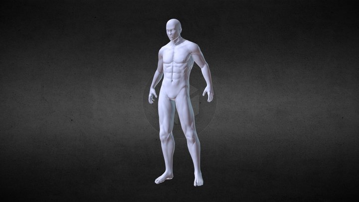 Male Anatomy 3D Model