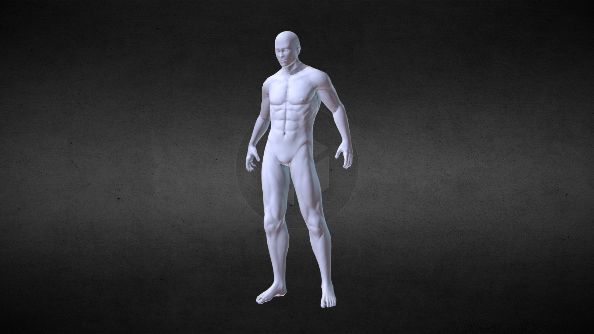 Male Anatomy 3D model by Thuy Lien Nguyen (LienNguyen) [3390d8b
