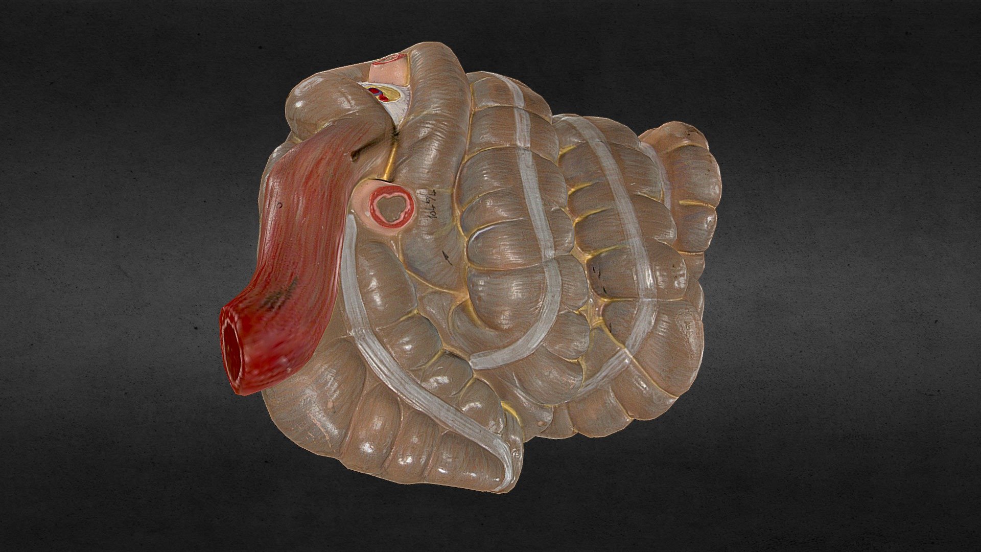 Pig Intestines reduced 3D model by Massey University (massey