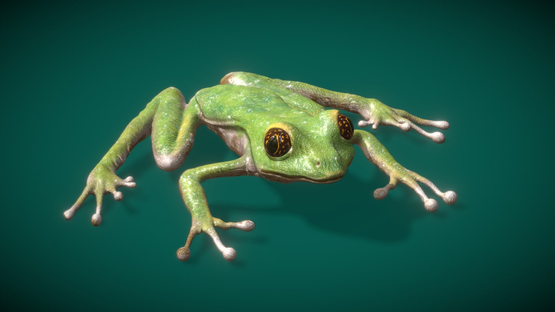 Phyllomedusa Venusta, Tree Frog - 3D Model By Mr.Octopus [33970ca ...