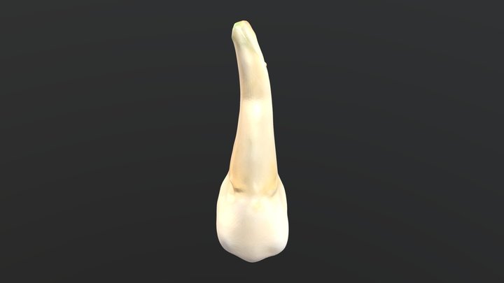 Segundo premolar maxilar derecho (1.5) 3D Model
