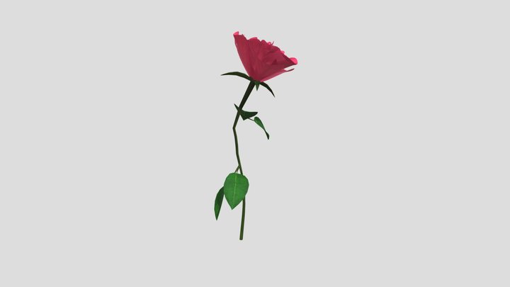 Single flower / Rose pink 3D Model
