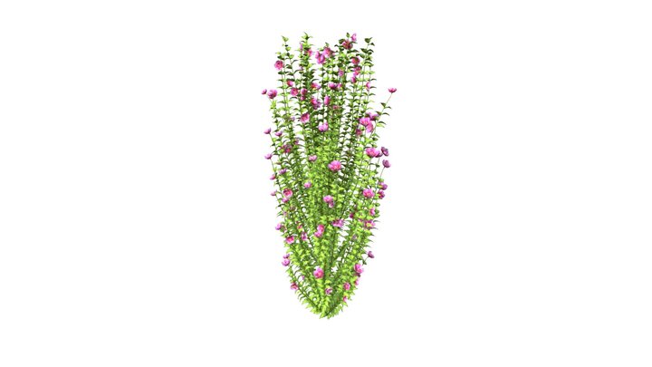 Purple Pillar Rose of Sharon Summer variation 3D Model