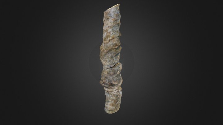 Columnar archaeocyath 3D Model