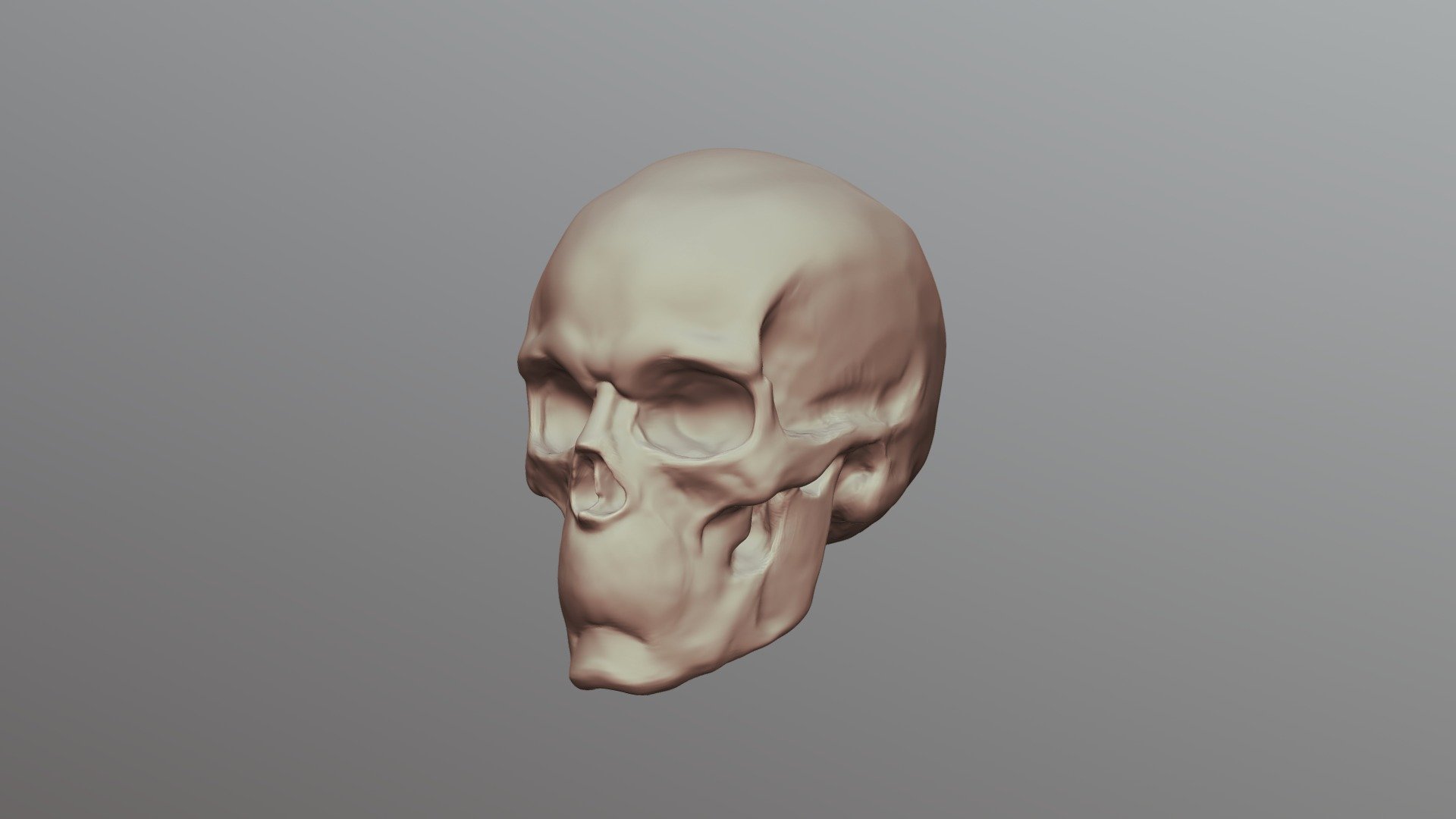 Simplified Skull 3D model by LCAD ZBrush Resources (donaldphan