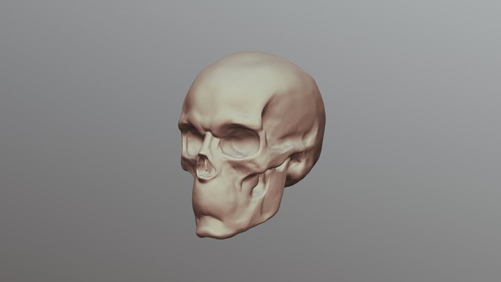 Simplified Skull 3D Model