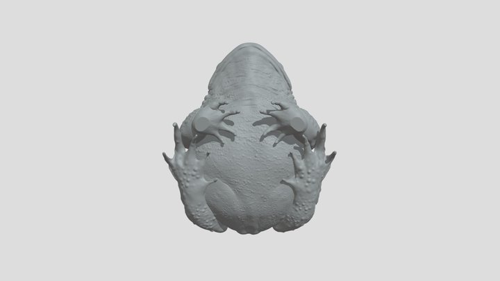 European Green Toad High Poly Model 3D Model