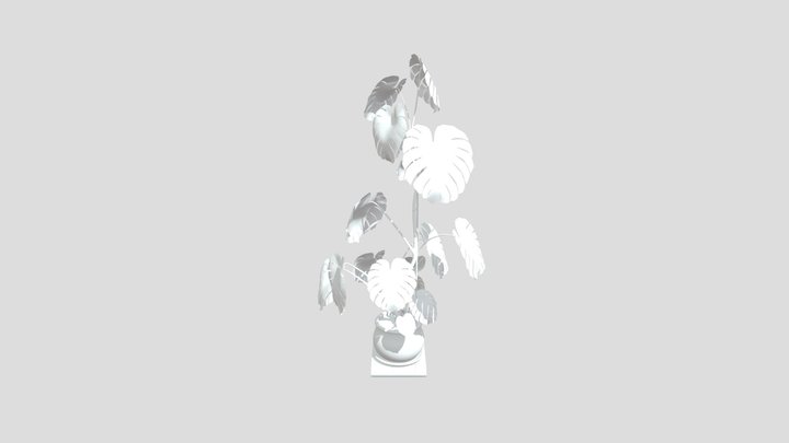 Monstera Plant 3D Model