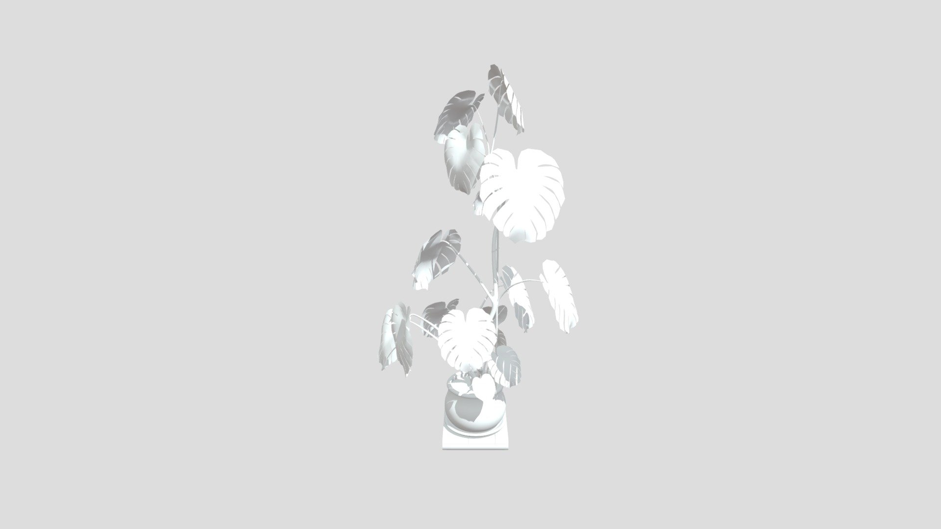 Monstera Plant