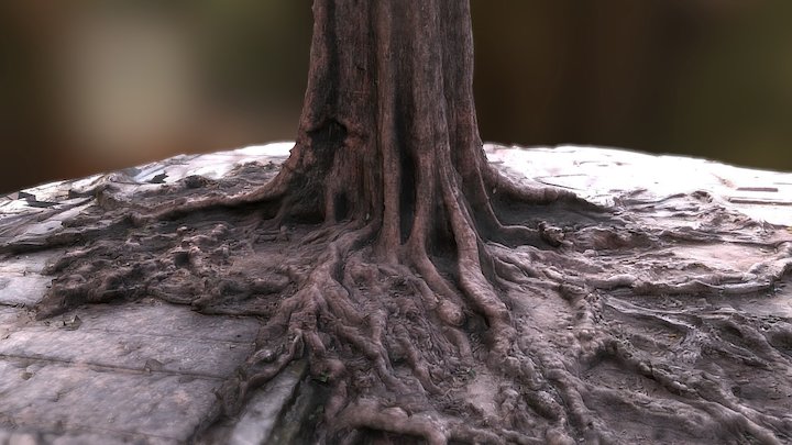 Tree roots 3D Model