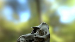 Tapir