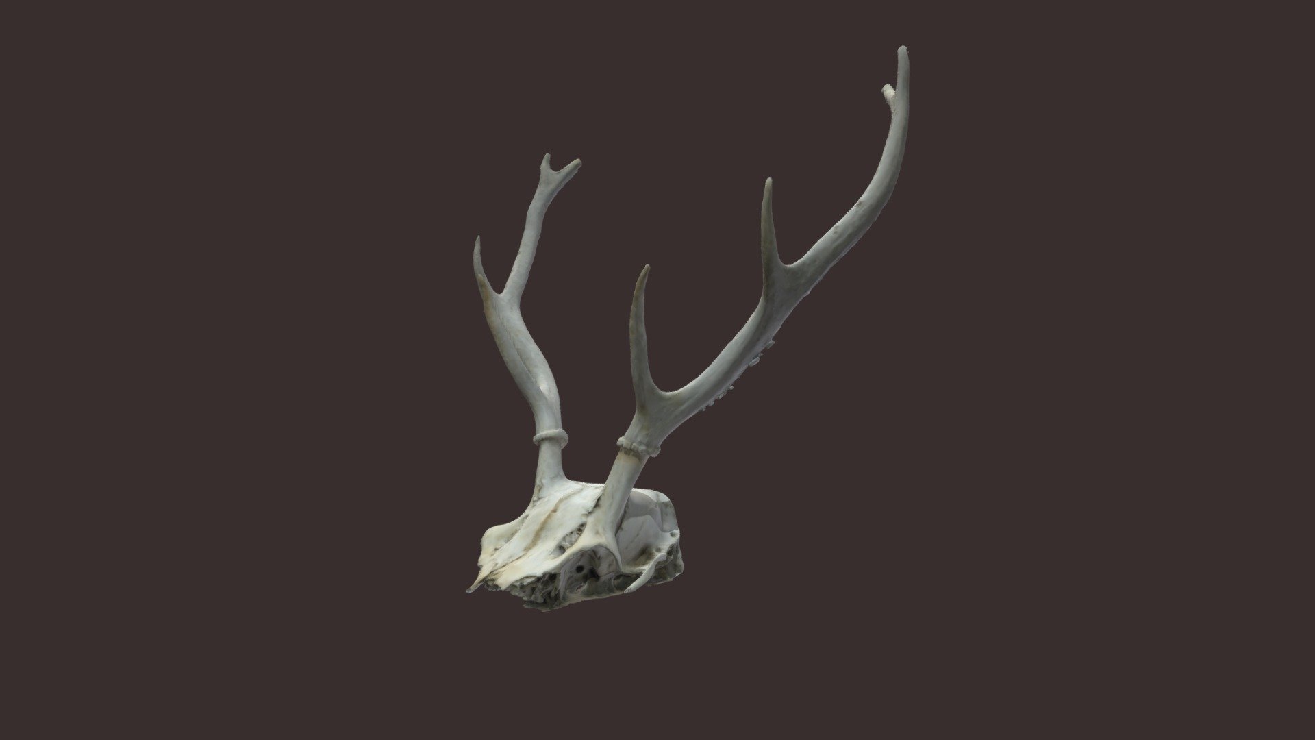 Craneo ciervo - 3D model by GeladoMiguel (@GeladoMiguel) [33b4b80], image size:1920x1080