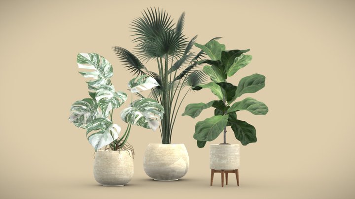 Indoor Plants Pack 05 3D Model