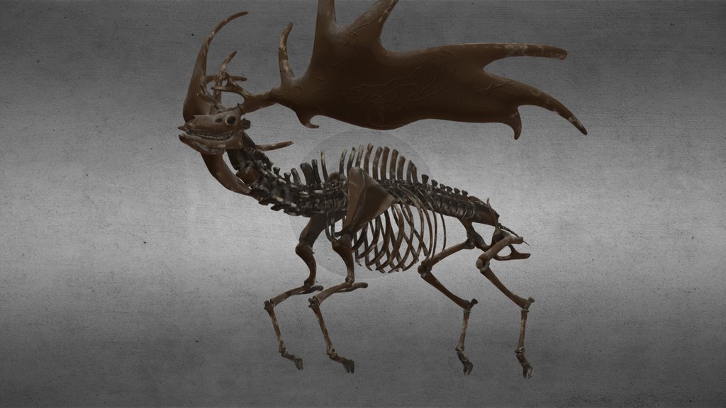 Irish deer fossil