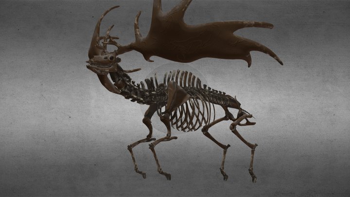 Irish deer fossil 3D Model