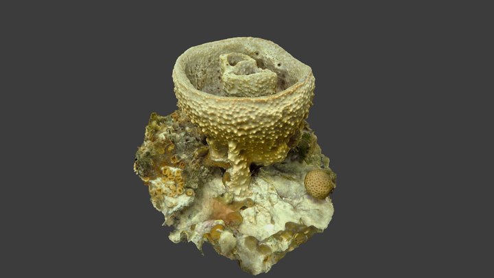 Bell or Vase Sponge (Ircinia campana) 3D Model
