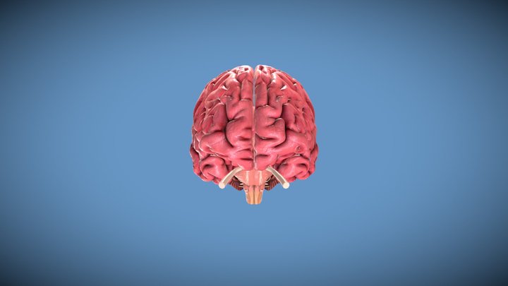 Brain 3D Model