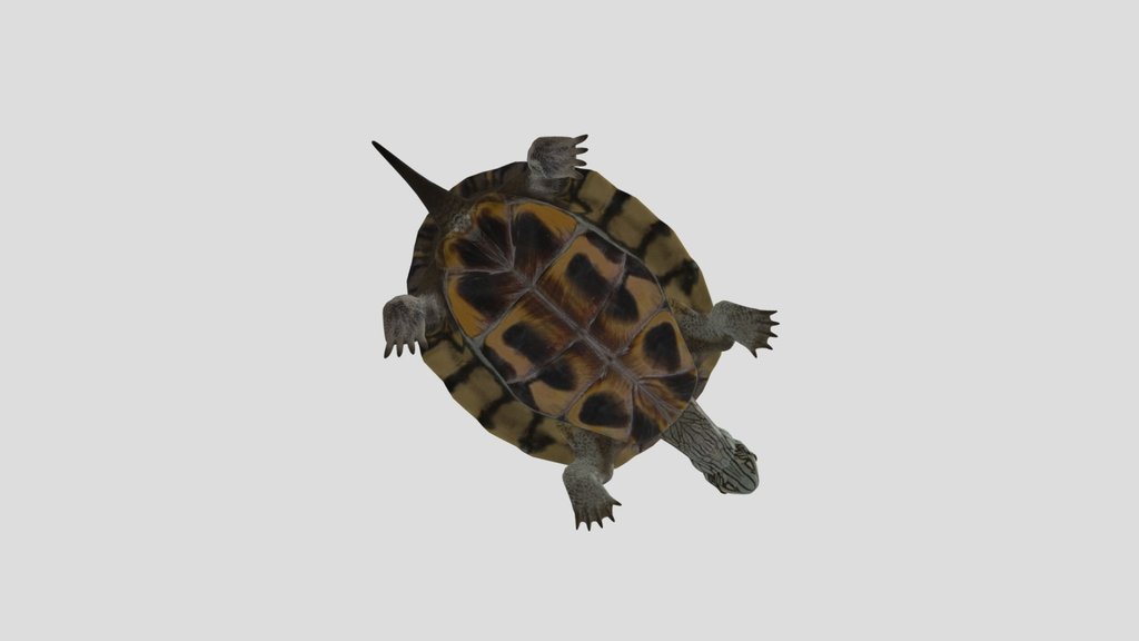 Tortuga