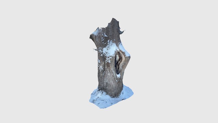 Old tree trunk with hole in it 3D Model