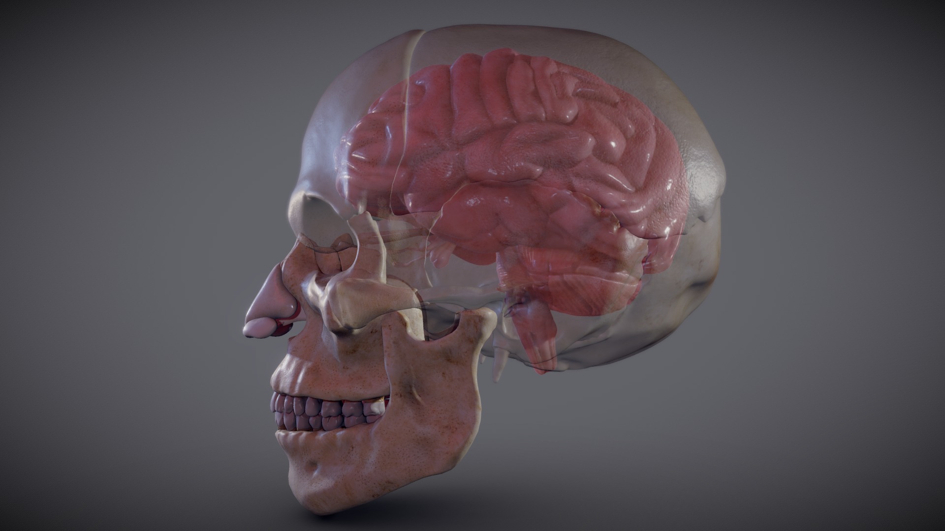 3D model The Brain inside the Skull - This is a 3D model of the The Brain inside the Skull. The 3D model is about a human skull with teeth.