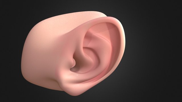 ear can hear you 3D Model