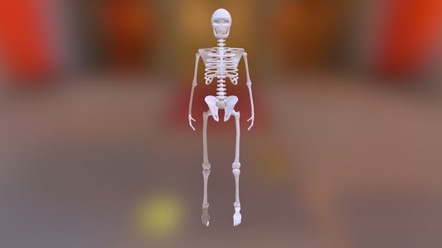 skeleton_1 3D Model