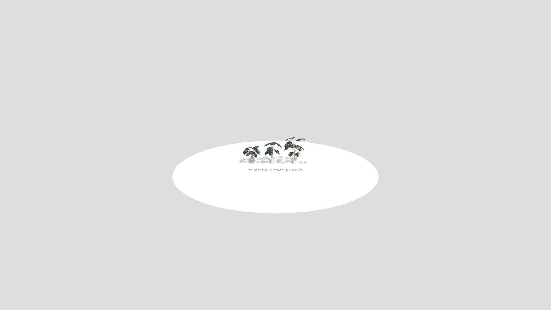 Planta Monstera