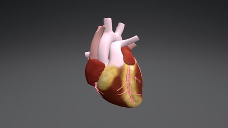 Heart- Whole 3D Model