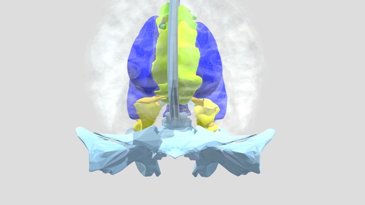 Sphenoid bone ventricle relation 3D Model