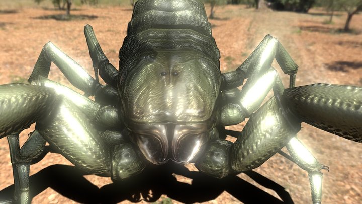 Hadrurus Arizonensis