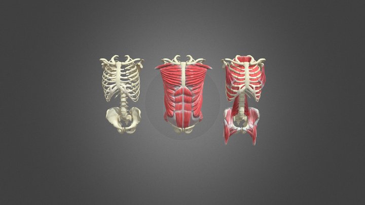 Human Upper Body Muscles 3D Model