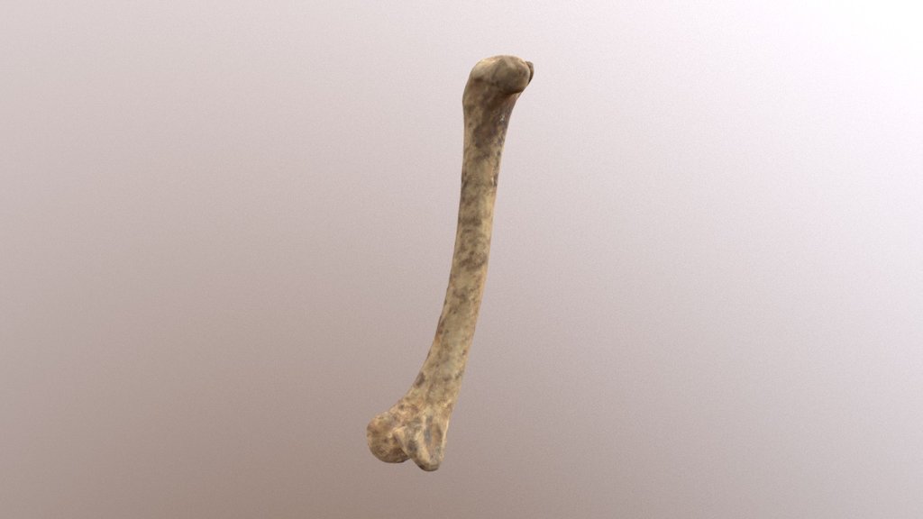 Left Chicken Femur (VCU_3D_2828) - Download Free 3D model by Virtual ...