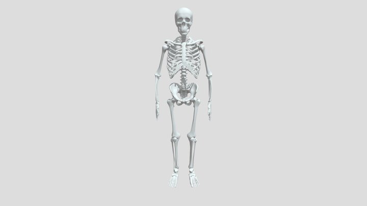 Skeleton (1) 3D Model