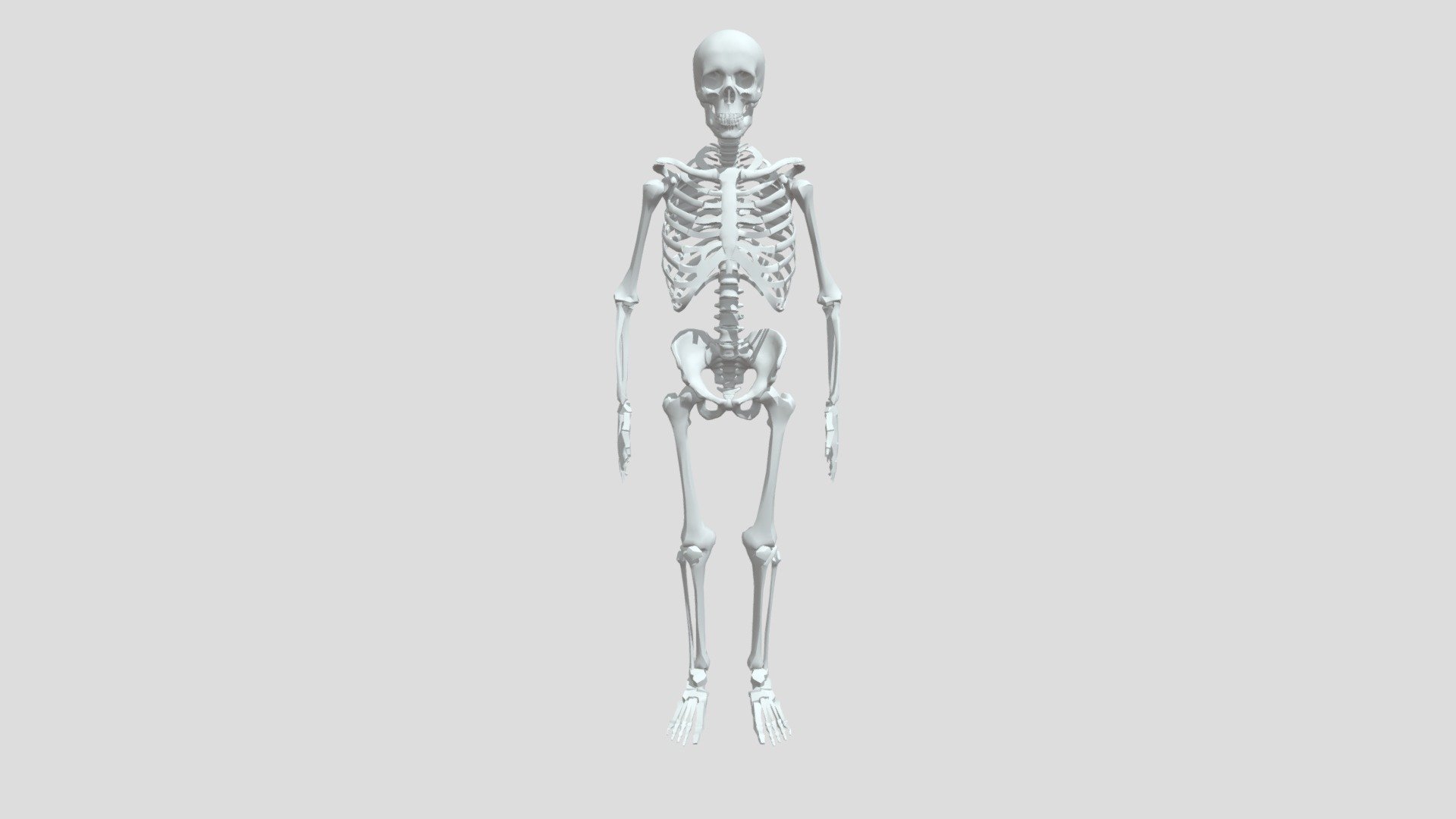 Skeleton (1) - Download Free 3D model by ThisUserIsOutOfService ...
